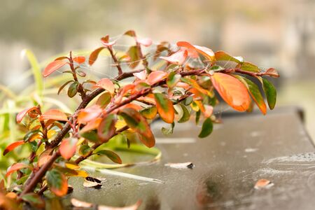 Beautiful autumn bushの写真素材