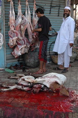 KARACHI/PAKISTAN_  Pakistanies celebrate Holy Eid, Eid-al-Adha with sacrificies Animals as old tradition from prophet Abrahim sacrifies his son Ismail to God, Pakistani celebrate Eid-al-Adha today and meat will distribute to among friends families and pooのeditorial素材