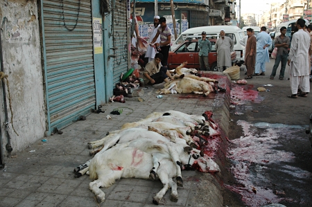 KARACHI/PAKISTAN_  Pakistanies celebrate Holy Eid, Eid-al-Adha with sacrificies Animals as old tradition from prophet Abrahim sacrifies his son Ismail to God, Pakistani celebrate Eid-al-Adha today and meat will distribute to among friends families and pooのeditorial素材