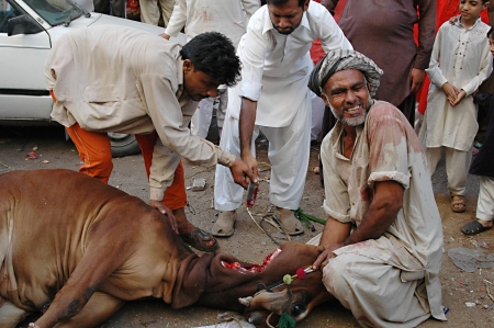 KARACHI/PAKISTAN_  Pakistanies celebrate Holy Eid, Eid-al-Adha with sacrificies Animals as old tradition from prophet Abrahim sacrifies his son Ismail to God, Pakistani celebrate Eid-al-Adha today and meat will distribute to among friends families and pooのeditorial素材