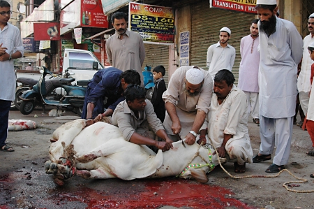 KARACHI/PAKISTAN_  Pakistanies celebrate Holy Eid, Eid-al-Adha with sacrificies Animals as old tradition from prophet Abrahim sacrifies his son Ismail to God, Pakistani celebrate Eid-al-Adha today and meat will distribute to among friends families and pooのeditorial素材