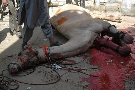 KARACHI/PAKISTAN_   3rd.day camel slaughtering to sacrificies in religious riual  to celebrate Eid -al- Adha in  on monday Azam Basti 29 Oct. 2012     のeditorial素材