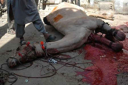 KARACHI/PAKISTAN_   3rd.day camel slaughtering to sacrificies in religious riual  to celebrate Eid -al- Adha in  on monday Azam Basti 29 Oct. 2012       のeditorial素材