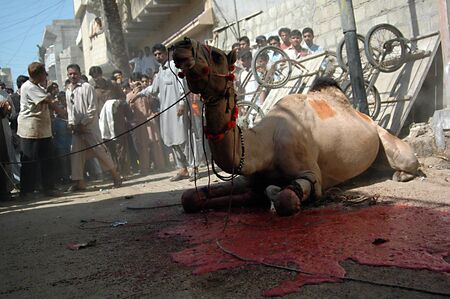 KARACHI/PAKISTAN_   3rd.day camel slaughtering to sacrificies in religious riual  to celebrate Eid -al- Adha in  on monday Azam Basti 29 Oct. 2012    のeditorial素材
