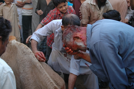KARACHI/PAKISTAN_   3rd.day camel slaughtering to sacrificies in religious riual  to celebrate Eid -al- Adha in  on monday Azam Basti 29 Oct. 2012     のeditorial素材