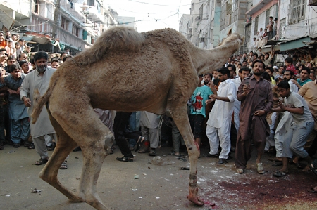 KARACHI/PAKISTAN_   4rd.day camel slaughtering to sacrificies in religious riual  to celebrate Eid -al- Adha in  on tuesday  Bonus Road 30 Oct. 2012    のeditorial素材