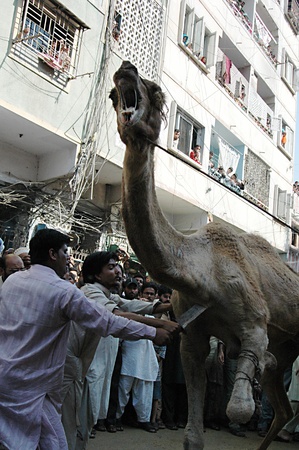 KARACHI/PAKISTAN_   4rd.day camel slaughtering to sacrificies in religious riual  to celebrate Eid -al- Adha in  on tuesday  Bonus Road 30 Oct. 2012  のeditorial素材