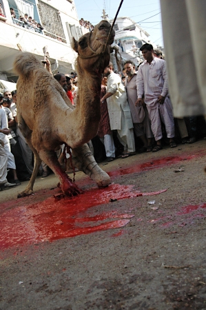 KARACHI/PAKISTAN_   4rd.day camel slaughtering to sacrificies in religious riual  to celebrate Eid -al- Adha in  on tuesday  Bonus Road 30 Oct. 2012   のeditorial素材