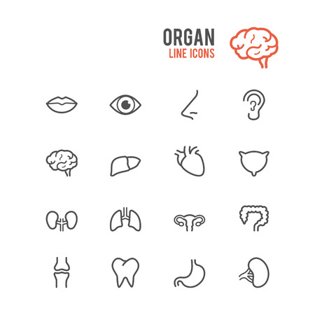 Organ icon set. Vector illustration.のイラスト素材