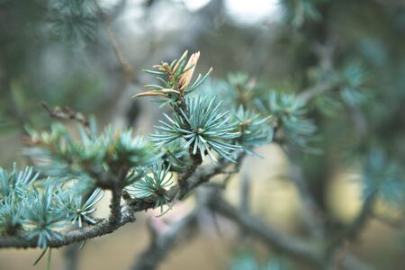 green vintage leaf on cloudy dayの写真素材