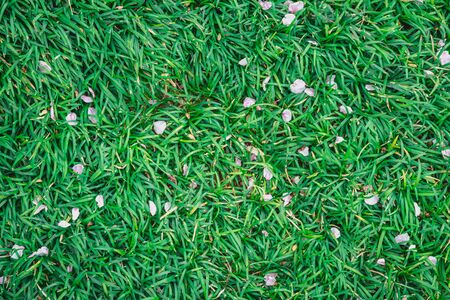 green background with sakura leaf