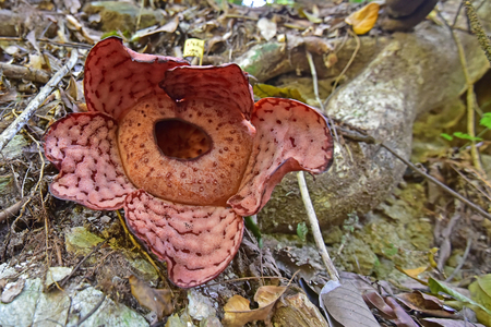 Rafflesia flower the biggest flower found in Royal Belum rainforest, Malaysiaの写真素材