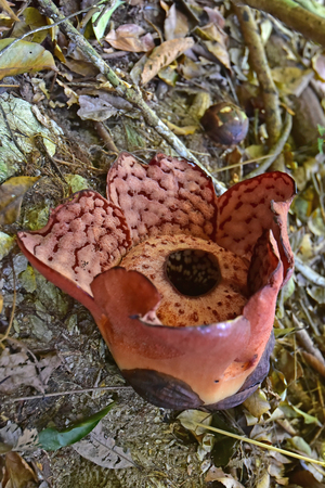 Rafflesia flower found in Royal Belum rainforest, Malaysiaの写真素材