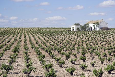 Vineyards in the province of Ciudad real in Spainの写真素材