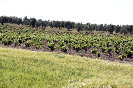 Vineyards in the province of Ciudad real in Spainの写真素材