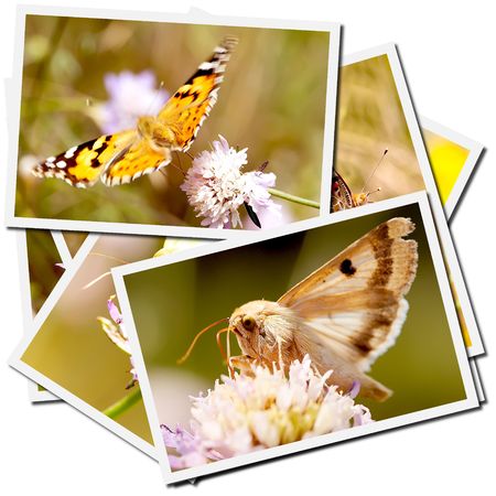 Collection of pictures of butterflies on a flowerの写真素材