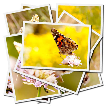Collection of pictures of butterflies on a flowerの写真素材