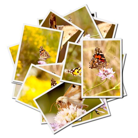 Collection of pictures of butterflies on a flowerの写真素材
