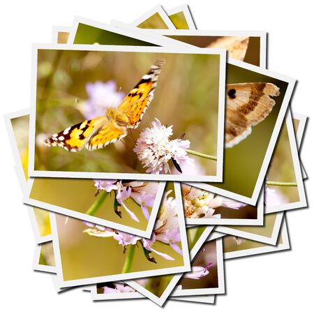 Collection of pictures of butterflies on a flowerの写真素材