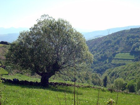 Camino de Santiago, Santiago de Compostela prov. Spain の写真素材