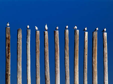 A group of gulls, perched on sticks to the seaの写真素材