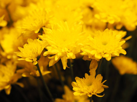 Background with beautiful yellow flower in blackの写真素材