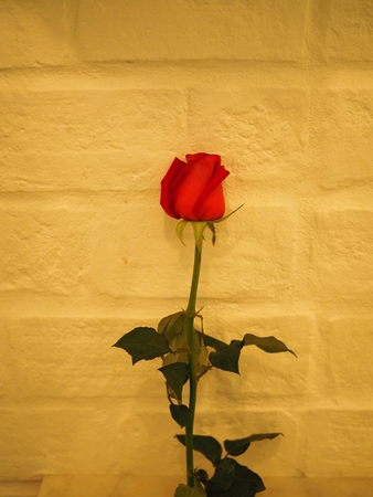 red rose on wall backgroundの写真素材