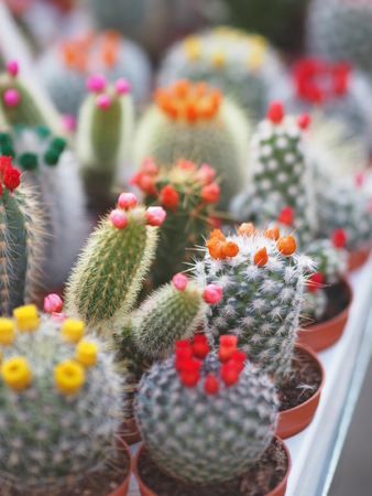 Cactus. Thorn Tree is a succulent plant.の写真素材