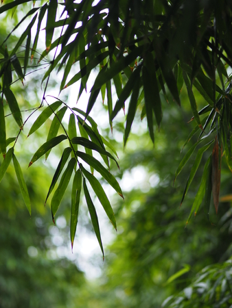 Bamboo green Leavesの写真素材