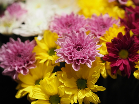 African Daisy ,Transvaal Daisy ,Gerbera veridijolia Pink Purple Yellow White Flowerの写真素材