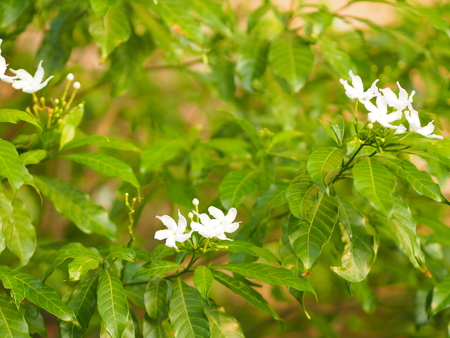 Closeup jasminoides Gerdenia Crape Jasmine white flower beautiful in natureの写真素材