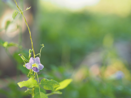 purple flower background space for writeの写真素材