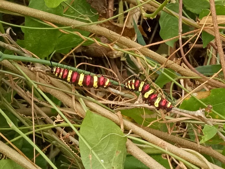 worm larva red yellow brown colorful animal in the nature