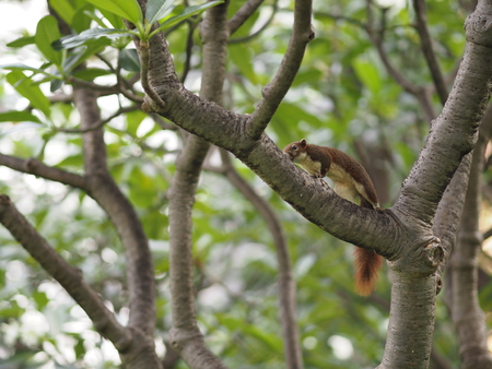 Squirrel on the Frangipani tree Plumeriaの写真素材