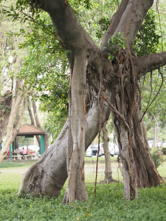 Trunk Big tree Bark rough textureの写真素材