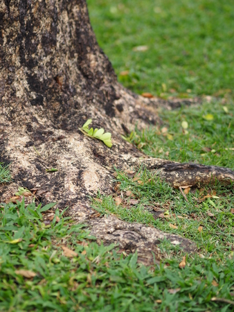 Trunk Big tree Bark rough textureの写真素材
