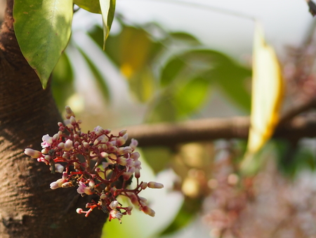 pink flower Averrhoa carambola star fruit Magnoliophytaの写真素材