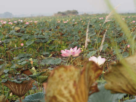 Nelumbo Sacred Lotus Pink flower in the pond Bung boraphetの写真素材
