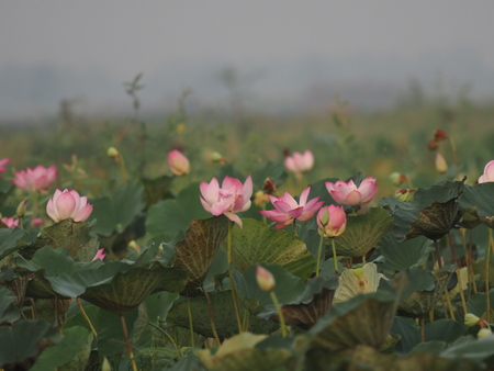 Lotus blossom in pond Pink Flower  beautiful in natureの写真素材