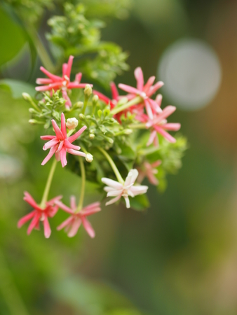 white pink red Flower Combretum indicum Rangoon Creeper Chinese honey Suckle Drunen sailor nature backgroundの写真素材