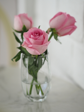 pink rose romance beautiful Flower symbol Loveの写真素材