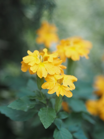 yellow flower blur nature background space for writeの写真素材