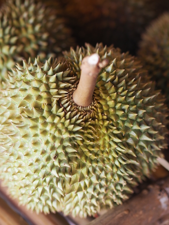 durian Thai fruit have Sharp thornの写真素材