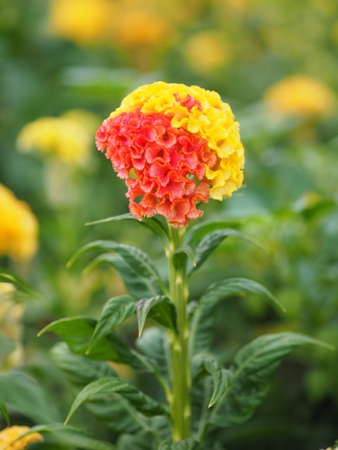 red and yellow Cockscomb flowers Name of Celosia cristata The flowers are small in size but will stick together into the same bouquetの写真素材