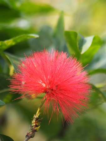 Red Flowers with pollen in a line on blurred of nature backgroundの写真素材