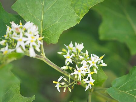Flower Turkey berry, Solanum torvum name vegetable White petals, yellow pollen on blur nature backgroundの写真素材