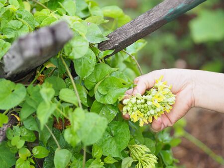 Hands are picking Cowslip creeper,Cowslip creeper, Telosma minor Craib name vegetable yellow green flowerの写真素材