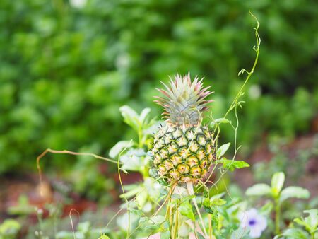 Pineapple all hung around with vines on nature backgroundの写真素材