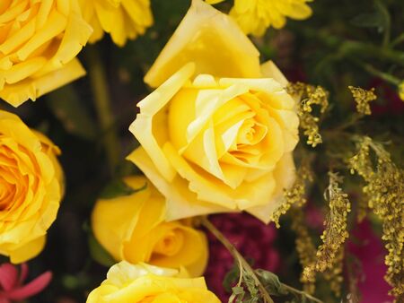 Rose Flower Yellow color arrangement Beautiful bouquet on blurred of nature backgroundの写真素材