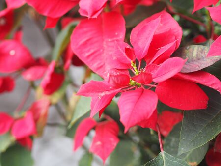 Christmas tree red leaves in nature for backgroundの写真素材